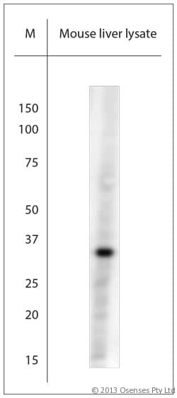 PLDN / Pallidin Antibody (aa50-100)