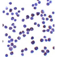 IHC-plus™ IL11 Antibody