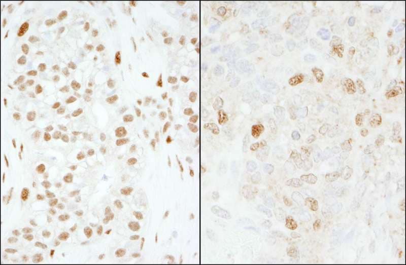 FOXK1 / MNF Antibody (aa683-733)
