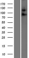 ADAM23 Protein (Over-Expression Lysate Myc-DDK (Flag))