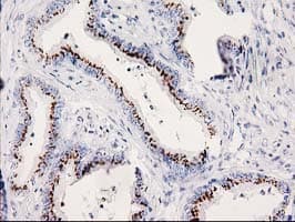 SOCS3 Antibody (clone OTI3D3)