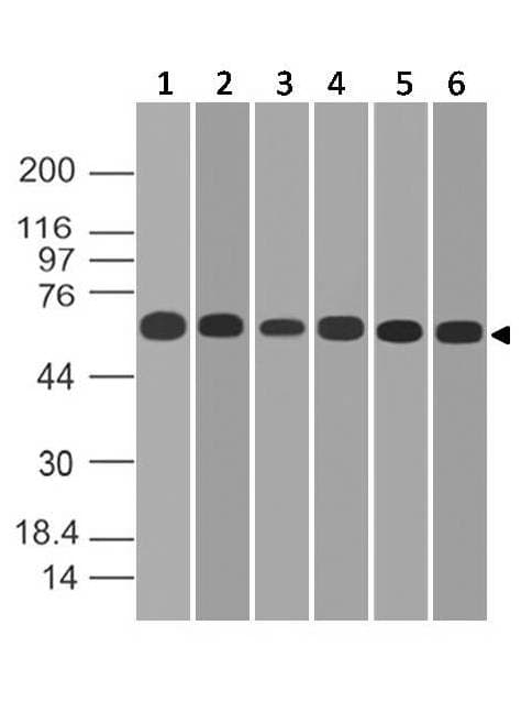 CD274 / B7-H1 / PD-L1 Antibody