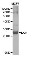 Polyclonal Rabbit anti-Human DCN / Decorin Antibody (IHC, WB)