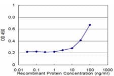 GRIN2B / NMDAR2B / NR2B Antibody (clone 2G5)
