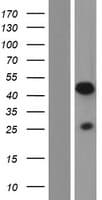 PRR5 Protein (Over-Expression Lysate Myc-DDK (Flag))