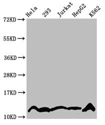 HIST1H4I Antibody