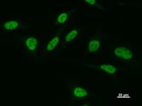 POU2F1 / OCT1 Antibody (clone POU5I097)
