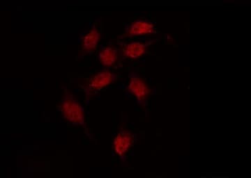 Encephalopsin / OPN3 Antibody