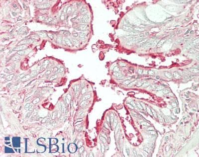 IHC-plus™ Polyclonal Goat anti-Mouse ARL6 Antibody (aa38-50, IHC)