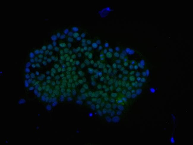 Goat Anti-Rabbit IgG Secondary Antibody (DY488)