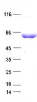 Human STI1 / STIP1 Protein (Recombinant DDK,C-terminus)