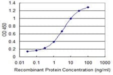 Monoclonal Mouse anti-Human SLC6A11 / GAT-3 Antibody (clone 2C3, WB)