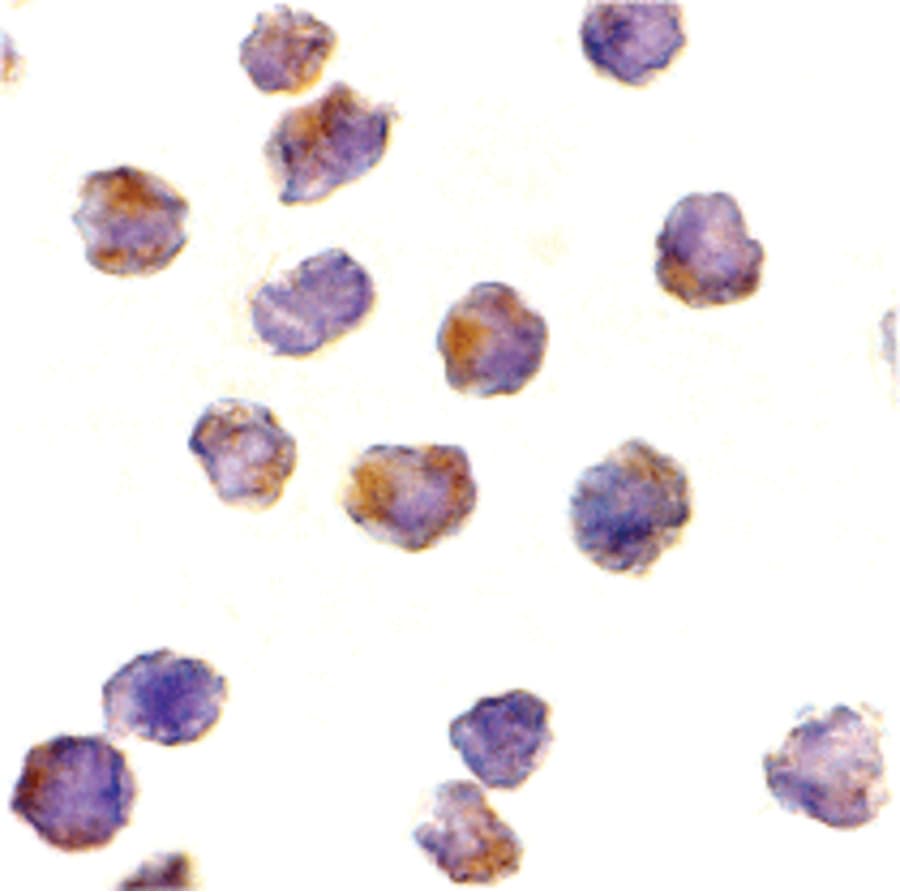Raptor / Mip1 Antibody