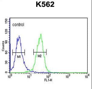 PGP Antibody (aa33-62)