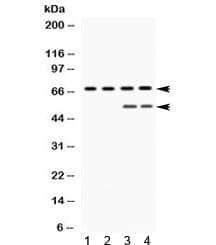YAP / YAP1 Antibody
