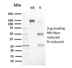 MDM2 Antibody (clone MDM2/2414, Azide-free, BSA-free)