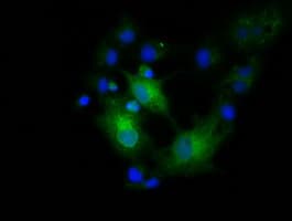 EFNA2 / Ephrin A2 Antibody (clone OTI3E1, Carrier-free)