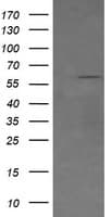 CD19 Antibody (clone OTI3B10, Carrier-free)