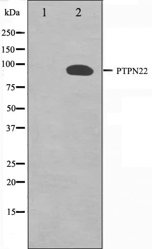 PTPN22 / PEP Antibody