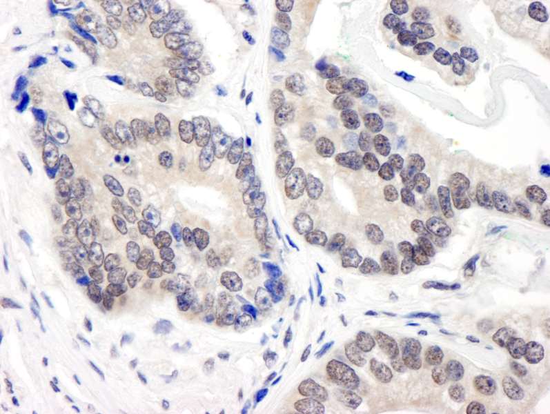 COPS3 / CSN3 Antibody (aa325-375)