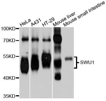 Polyclonal Rabbit anti-Human FSAP57 / SMU1 Antibody (IHC, IF, WB)