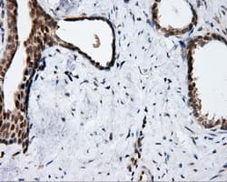 Monoclonal Mouse anti-Human APP / Beta Amyloid Precursor Antibody (clone OTI3E3, IHC, IF, WB)
