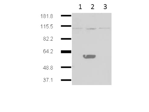 IDO2 / INDOL1 Antibody (clone 1HC)