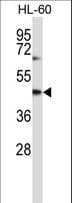 CYTH1 / Cytohesin-1 Antibody (aa37-65)