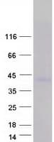 Human CD300LG Protein (Recombinant Myc-DDK (Flag))