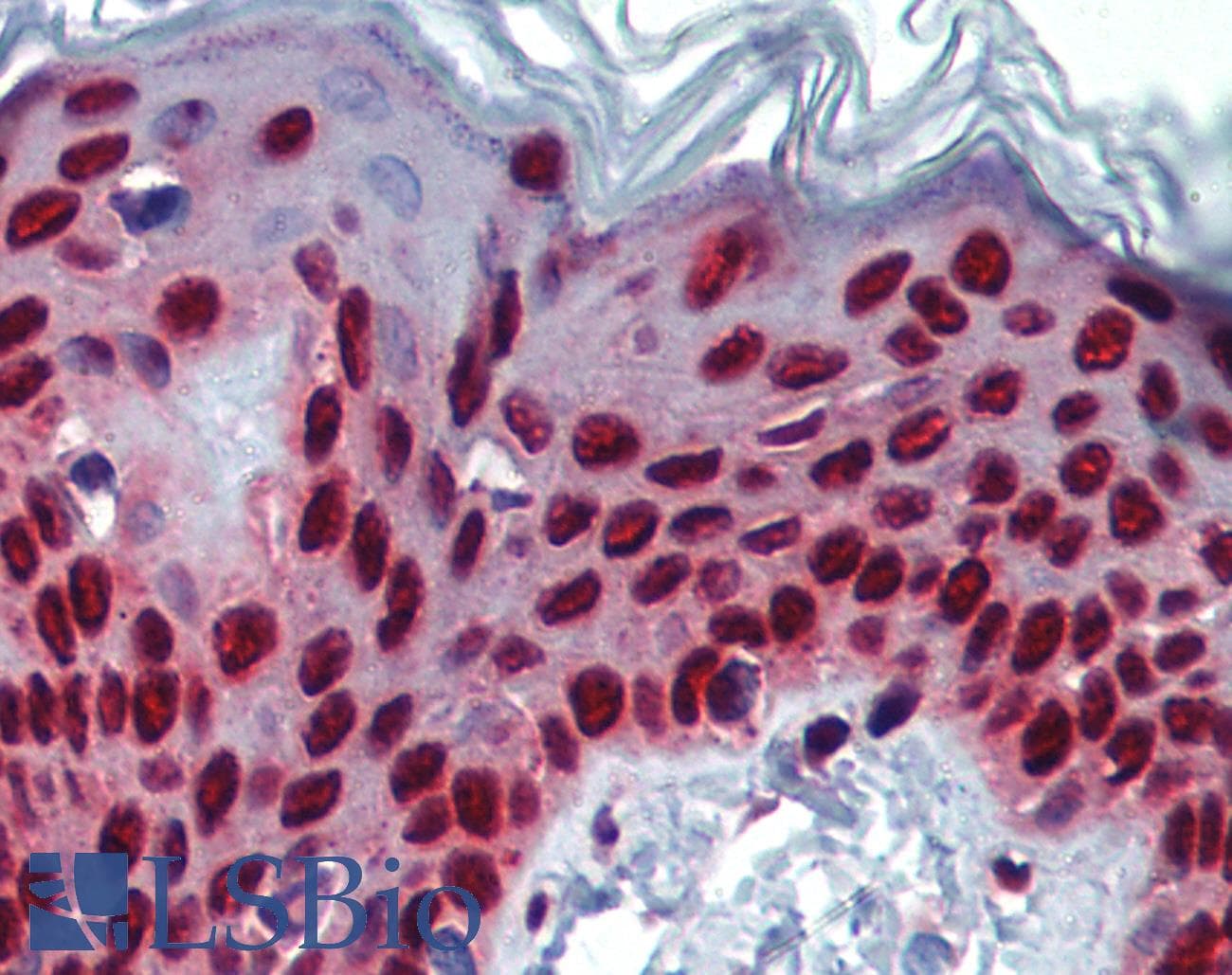 SLC35A5 Antibody (aa36-85)