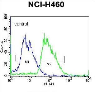 Polyclonal Rabbit anti-Human MINPP1 Antibody (aa370-398, WB)