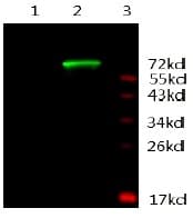 AR / Androgen Receptor Antibody (clone 3C6-F12-F11, Preservative Free)