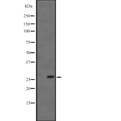 FGF12 Antibody