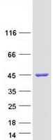 Human CXorf38 Protein (Recombinant Myc-DDK (Flag))
