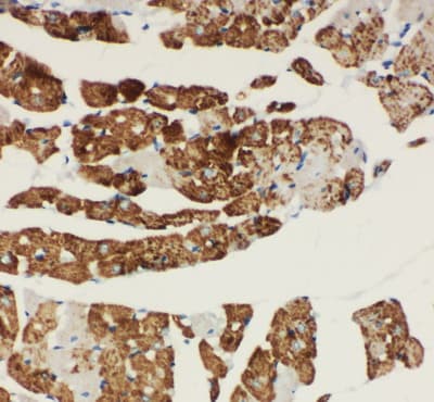 Polyclonal Rabbit anti-Human NDUFA1 Antibody (aa54-70, IHC, WB)