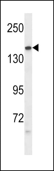 PTPRG / RPTR-Gamma Antibody (aa671-700)