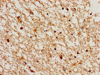 CCNA1 / Cyclin A1 Antibody