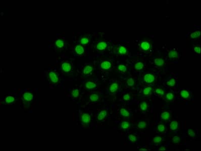 Polyclonal Rabbit anti-Human HIST1H2BN Antibody (IHC, IF, WB)