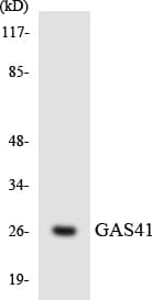 GAS41 Antibody (aa32-81)