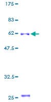 Human B4GALT2 Protein (Recombinant GST)