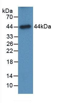 GLA / Alpha Galactosidase Antibody (aa81-429, APC)