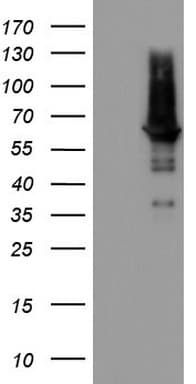 PDE1A Antibody (aa259-545, clone OTI5C9)