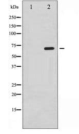 SRF / Serum Response Factor Antibody