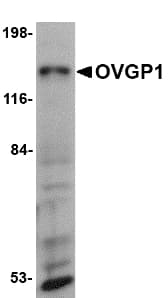 IHC-plus™ OVGP1 / Oviductin Antibody