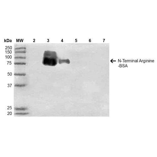 N-terminal Arginine Antibody (clone 11G1, APC)