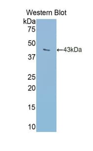 TF / Transferrin Antibody (aa360-682, Biotin)