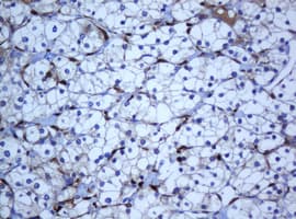 Selenium Binding Protein 1 Antibody (clone 3D4, Carrier-free)