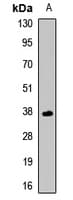 Polyclonal Rabbit anti-Human LECT1 / Chondromodulin-I Antibody (IF, WB)