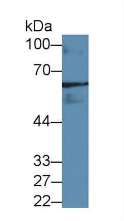 GAD65 Antibody (aa65-105)