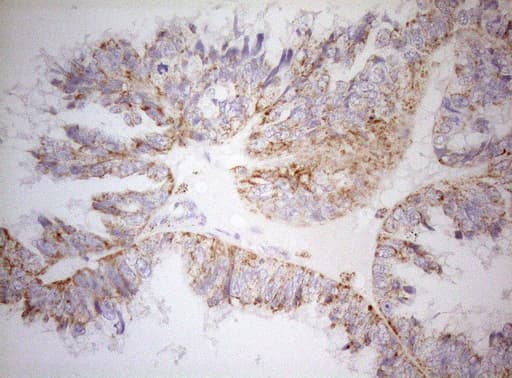 DECR1 Antibody (clone OTI8F11)